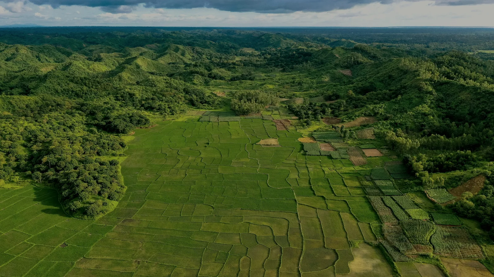 Rural landscape and agricultural fields in Bangladesh