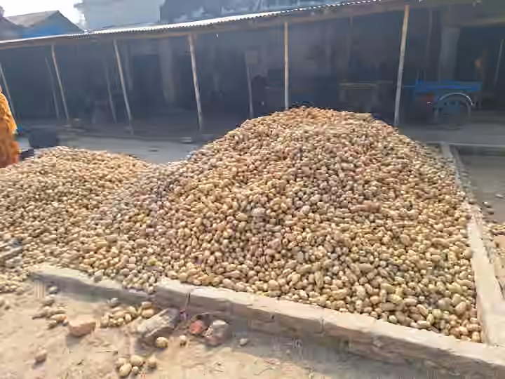Potatoes piled for aggregation in a Bogra market