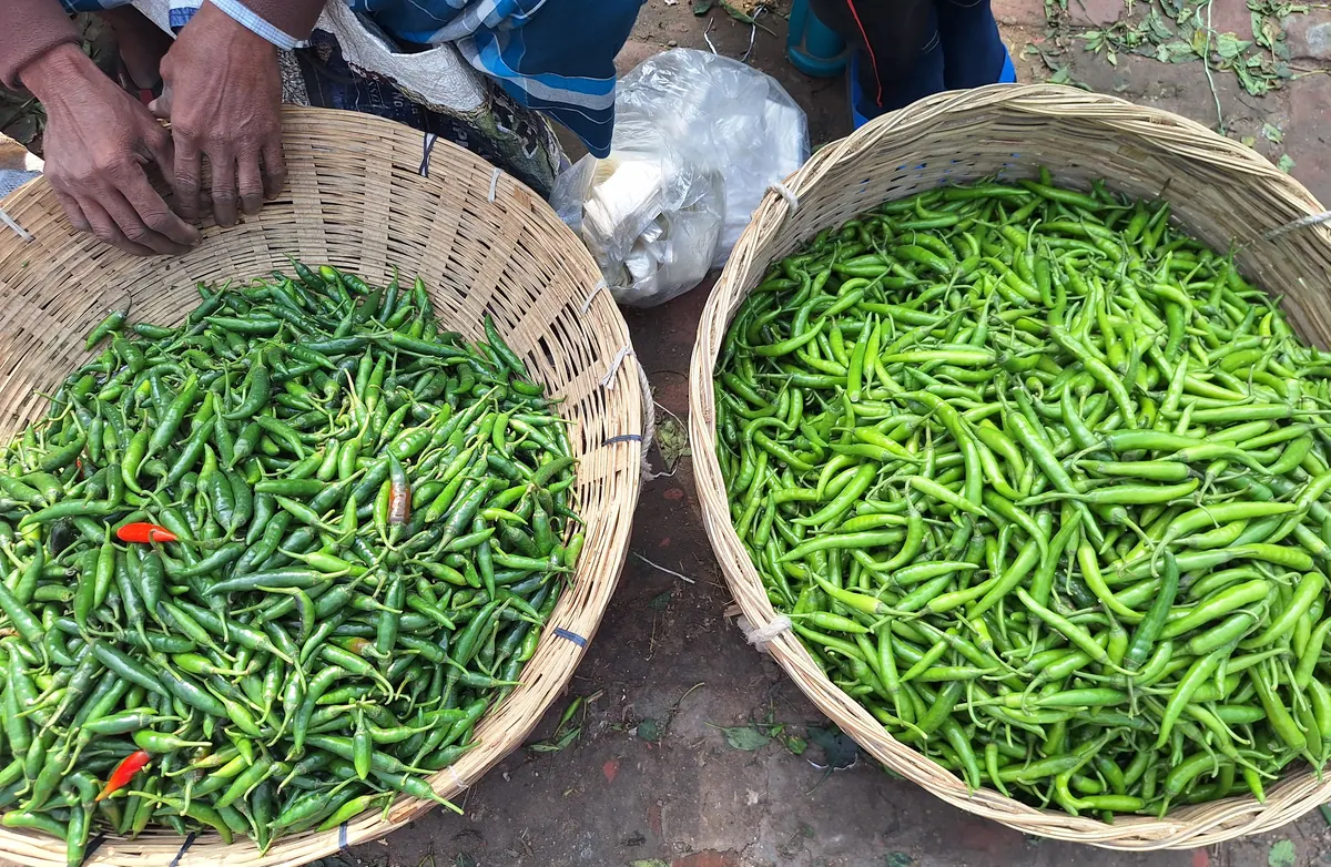 Two bamboo baskets of green chillies at a Bogra produce market