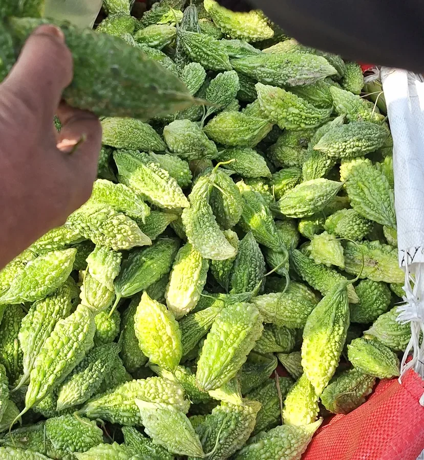 A hand inspecting bitter gourd during a wholesale-market field check