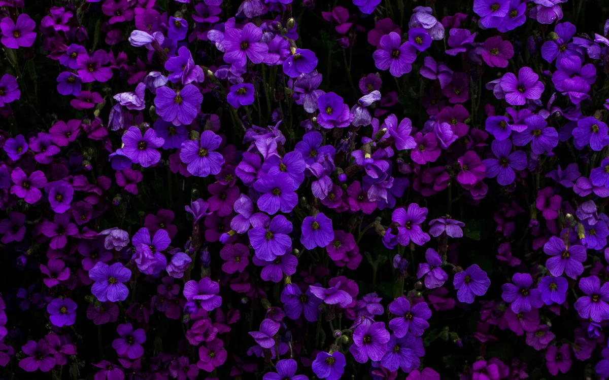 FRiO Floriculture Cold Chain project banner