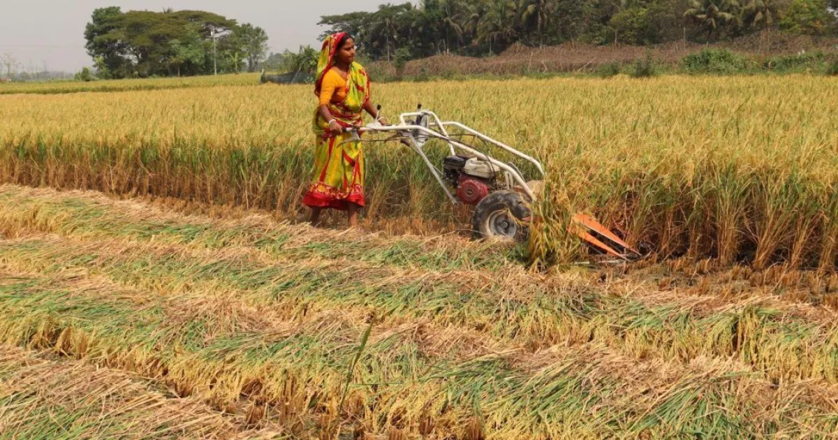 Madhuri Mallick operating a power reaper in a paddy field in Batiaghata, Bangladesh
