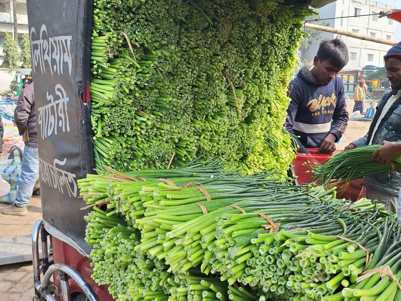 Green onions being loaded for market movement