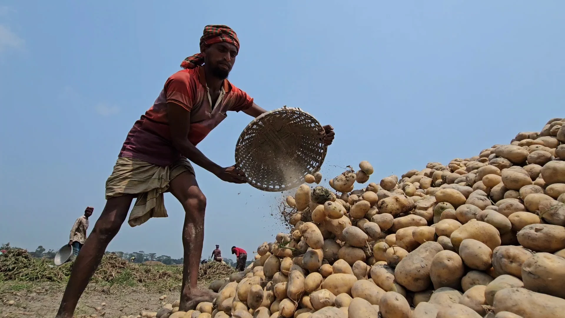 A farmer sifts harvested potatoes through a woven basket in Bangladesh