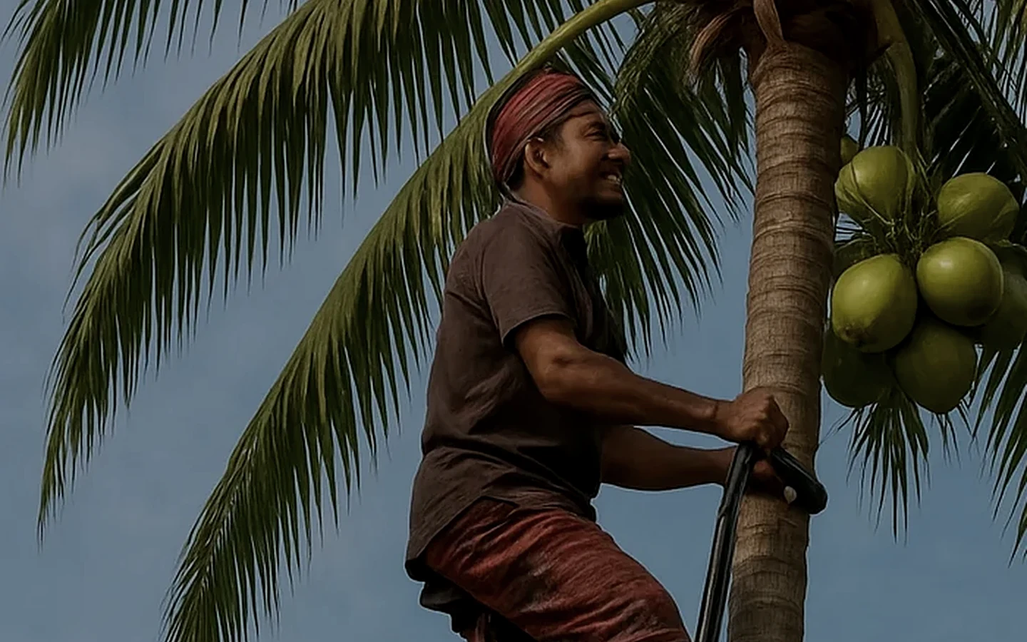 A coconut harvester climbing a palm beside a coconut cluster