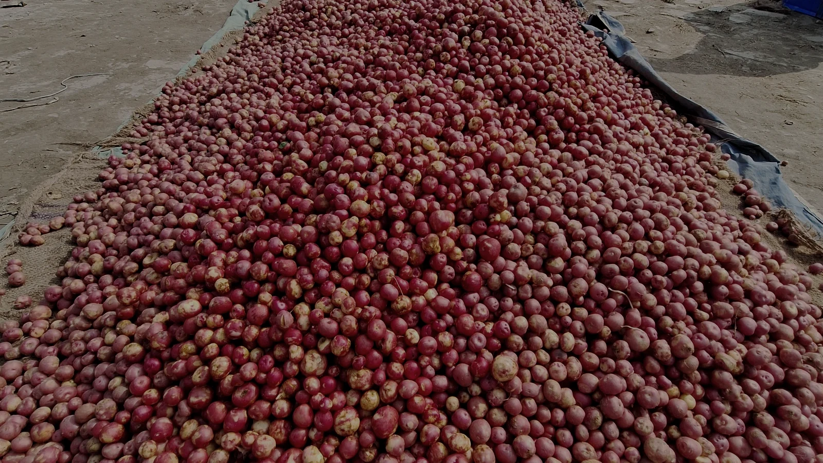 A large aggregated pile of onions at a produce market