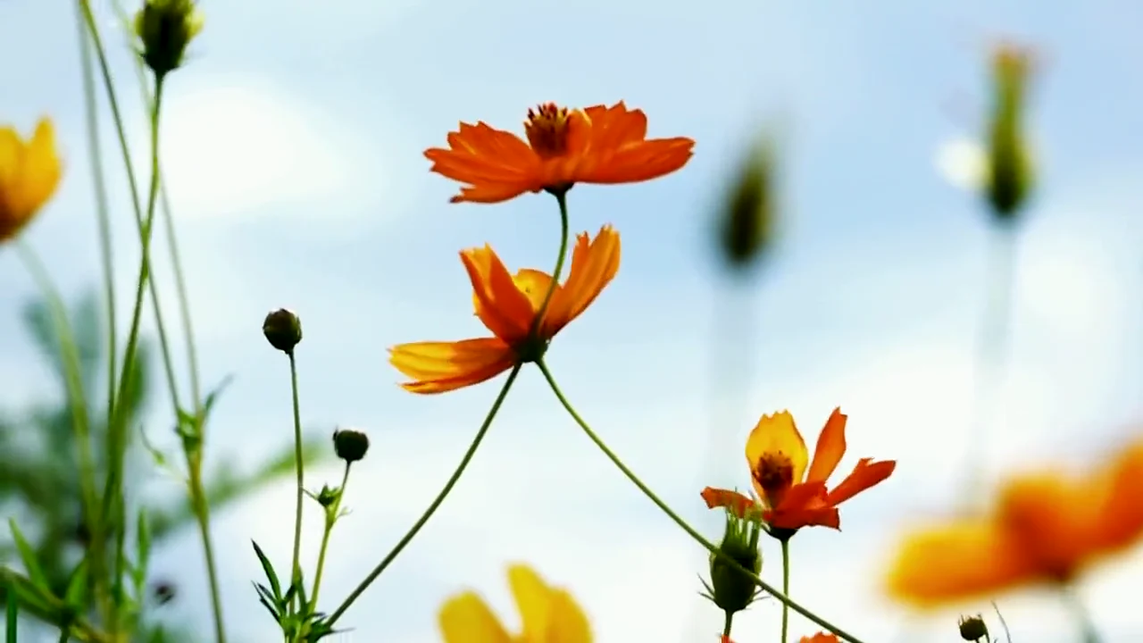 Orange cosmos flowers moving in the breeze against a clear sky