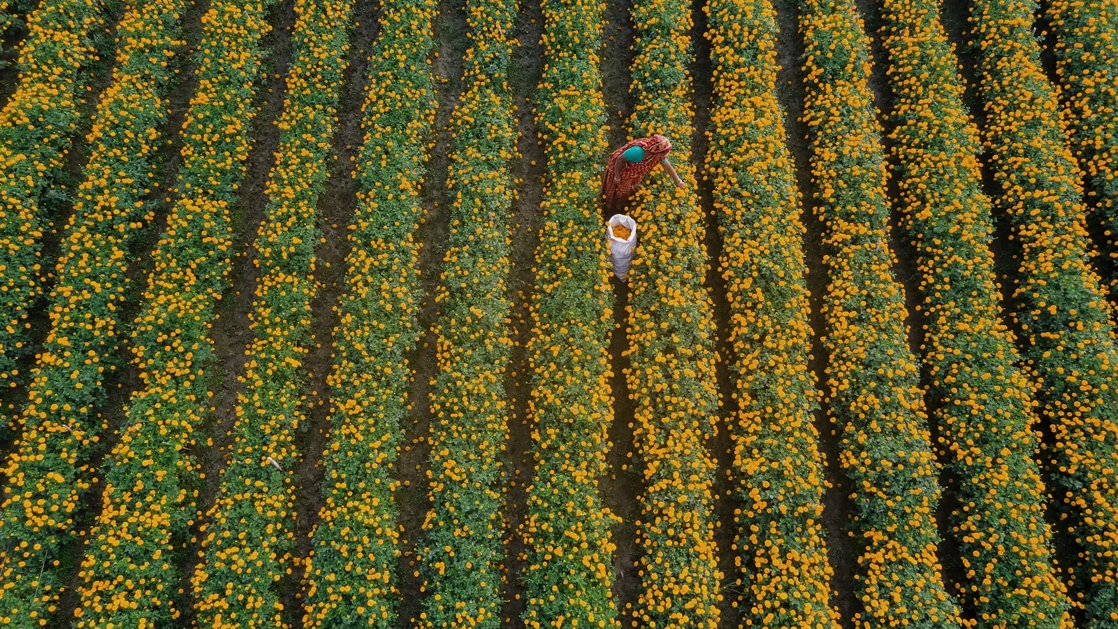 Aerial view of flower production