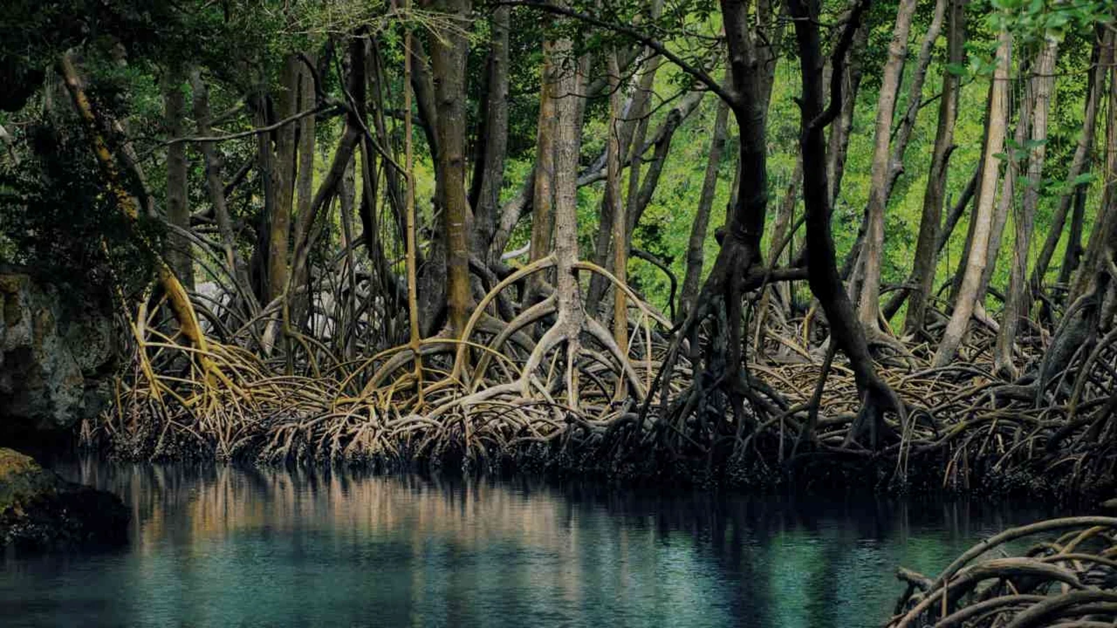 Mangrove roots beside tidal water
