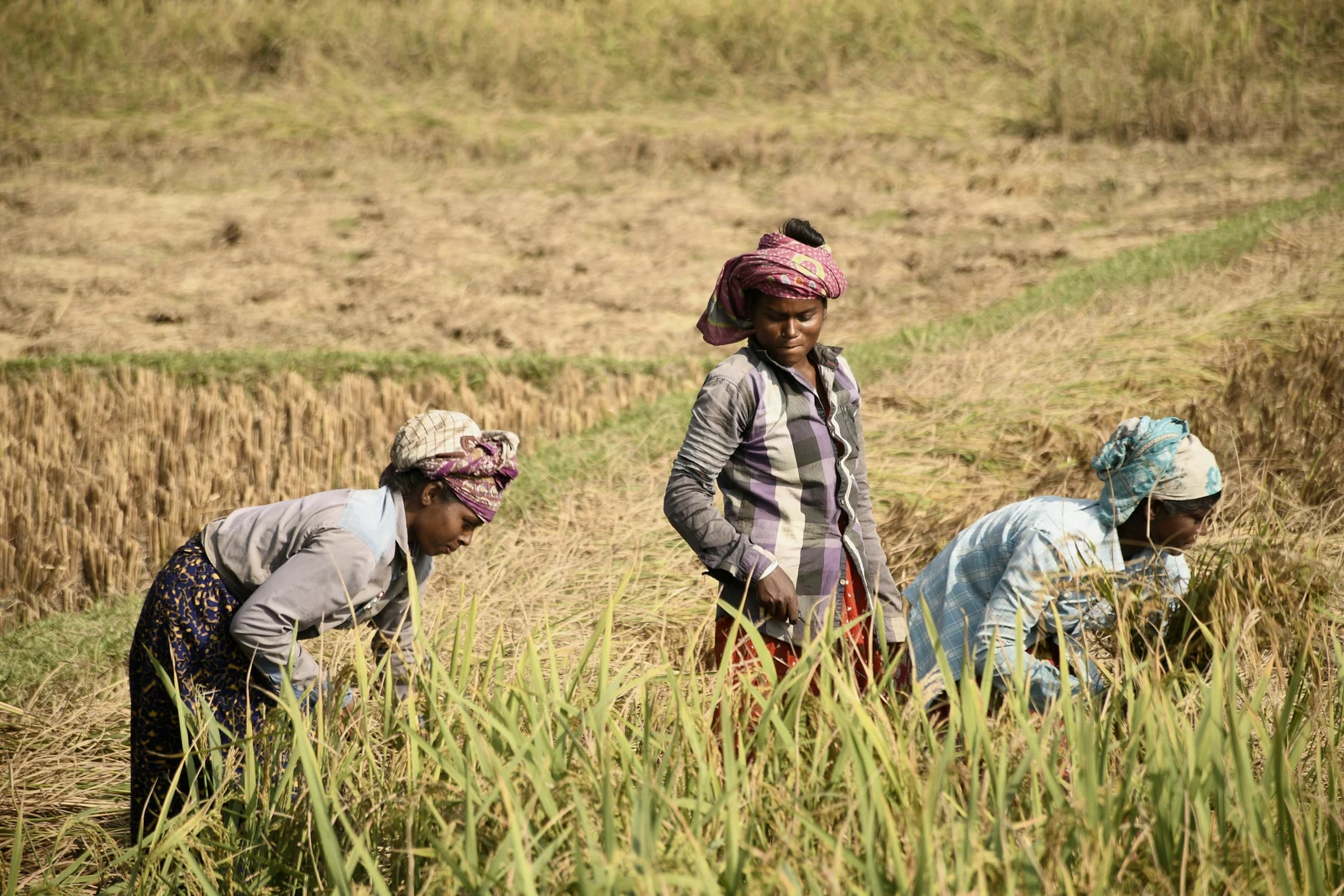 Women harvesting rice in northern Bangladesh