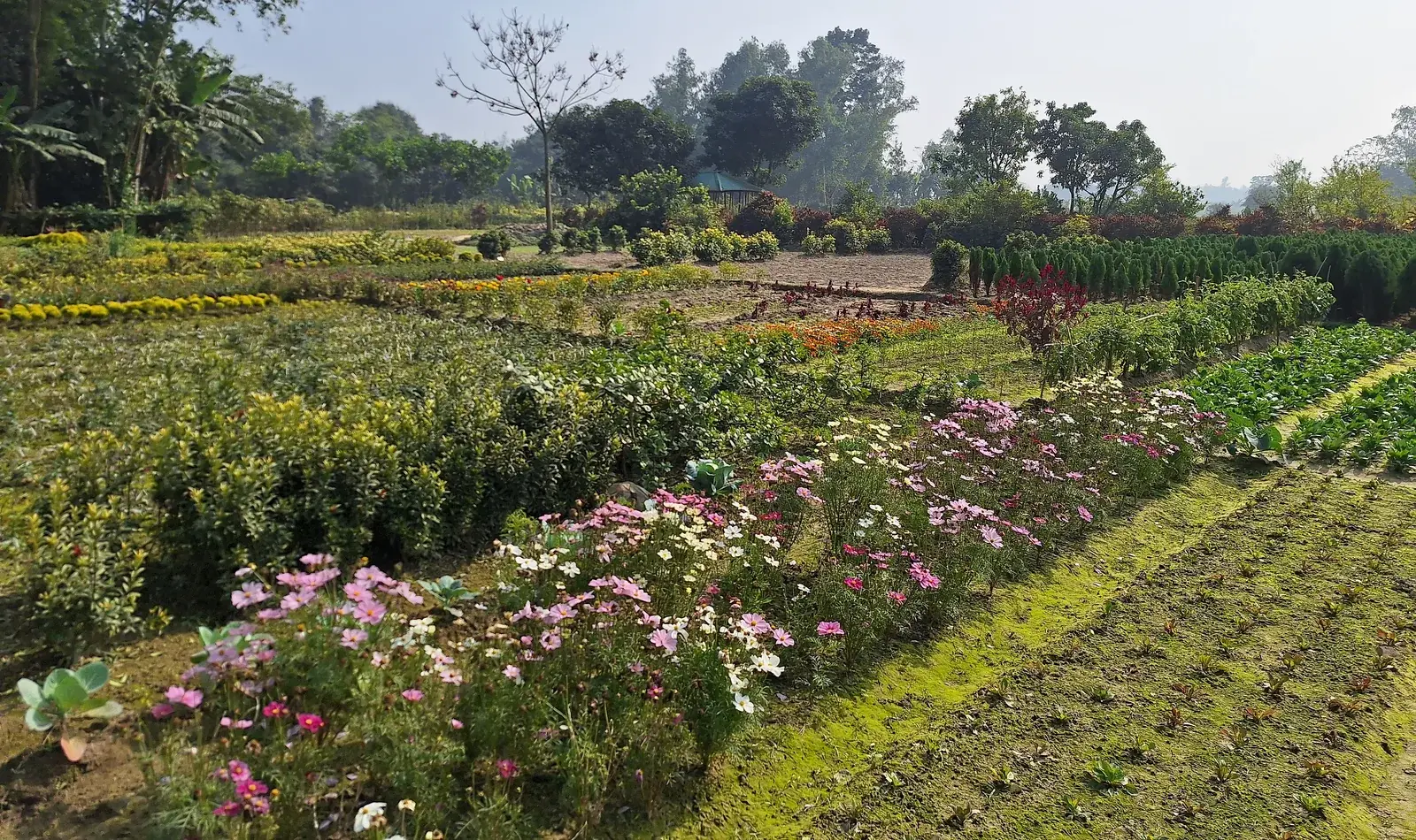 Flower and seedling production landscape in rural Bangladesh