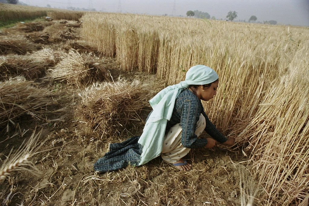 A woman gathers a crop by hand in a field in Bangladesh