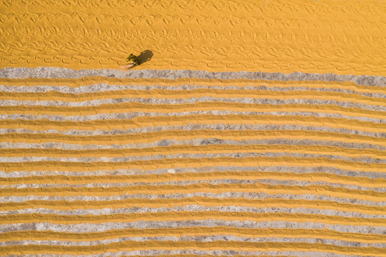 Overhead view of a worker among long rows of rice drying in Dhamrai