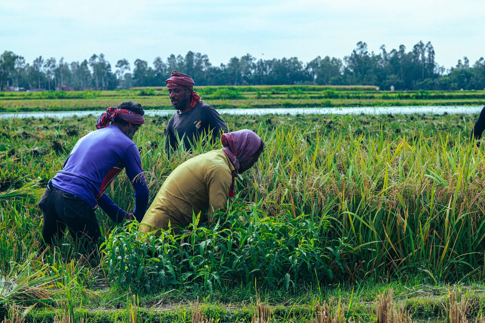 Farmers harvesting rice in Bangladesh under strong sun