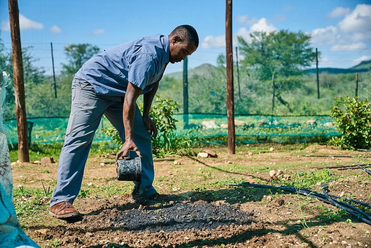 A person applying biochar to soil in an agricultural plot