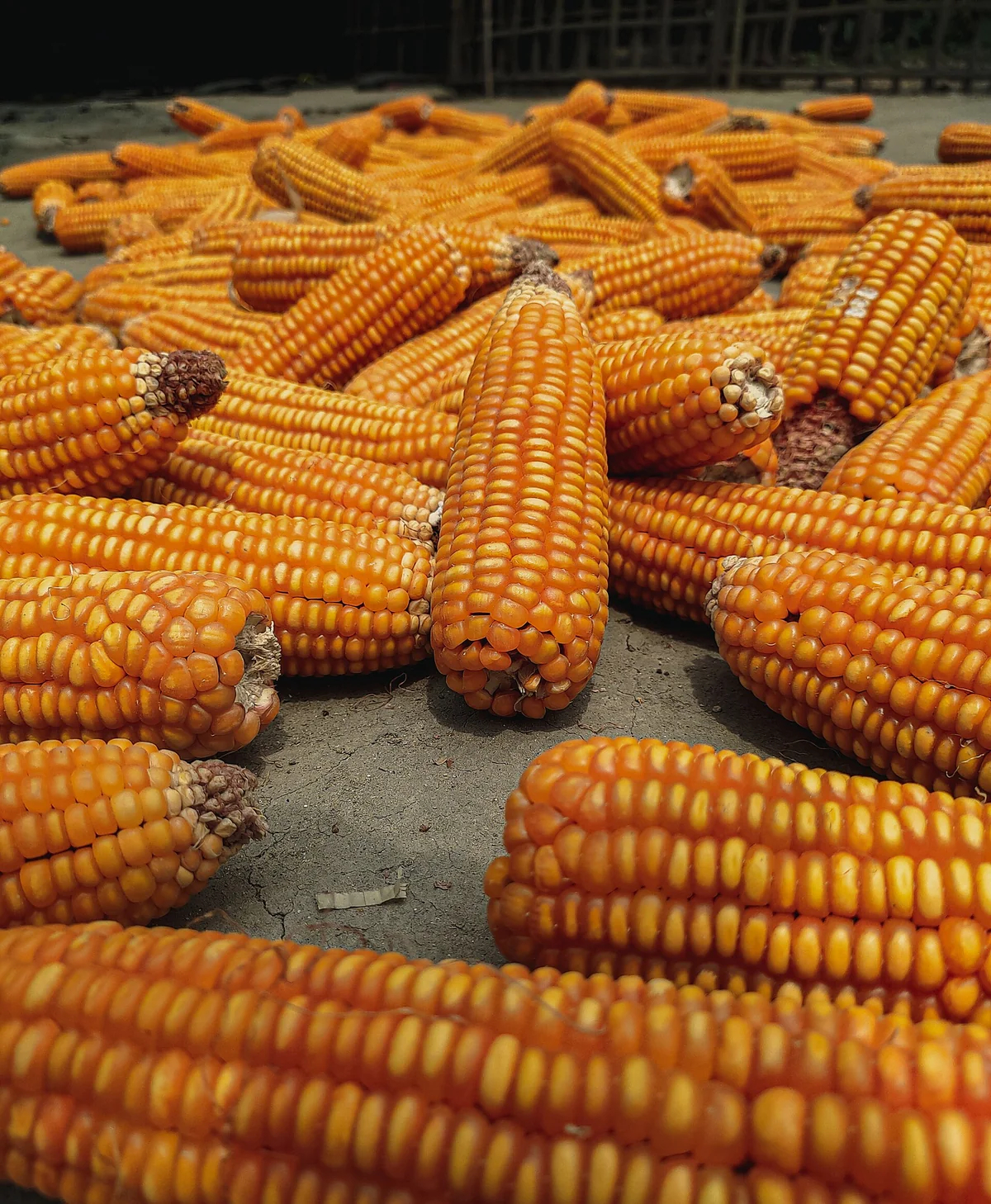 A maize field in Kurigram, used here only as agricultural end-use context; this image is not evidence of biochar application