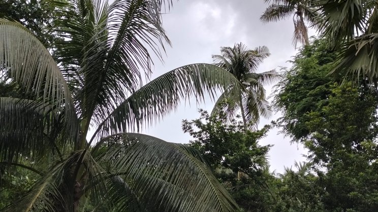 Bagerhat coconut-growing context
