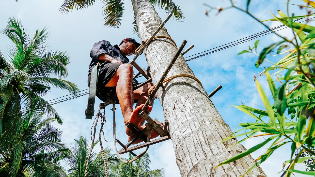 Coconut tree worker using a metal climbing frame during tree maintenance