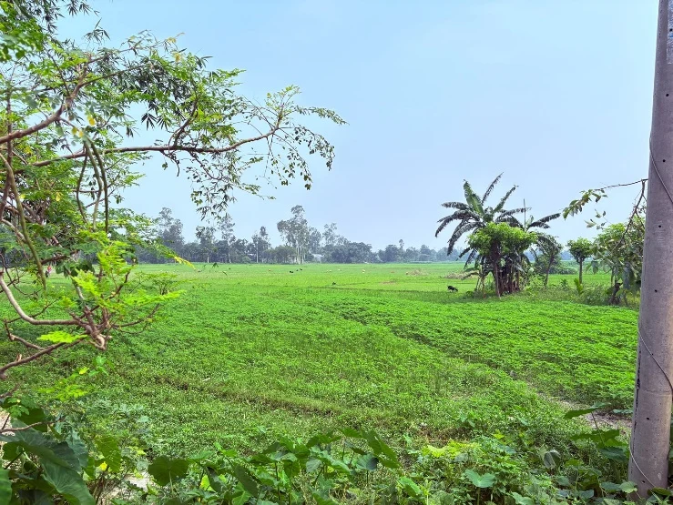 Vegetated agricultural landscape documented during July field reporting