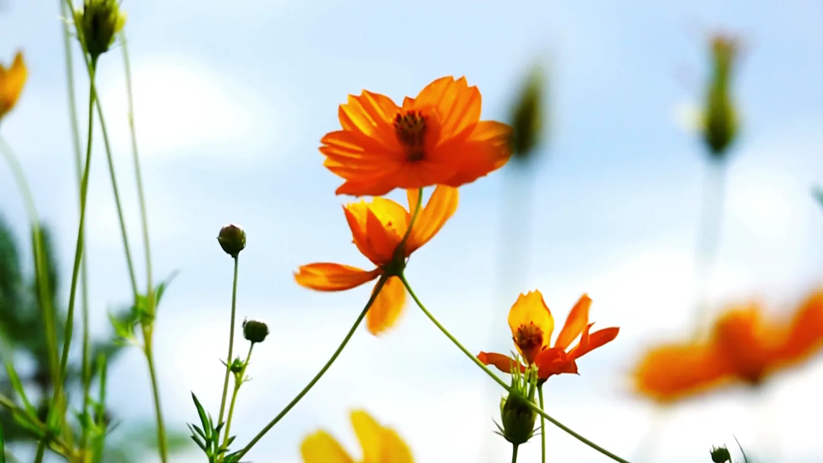 Flowers moving in a representative market context