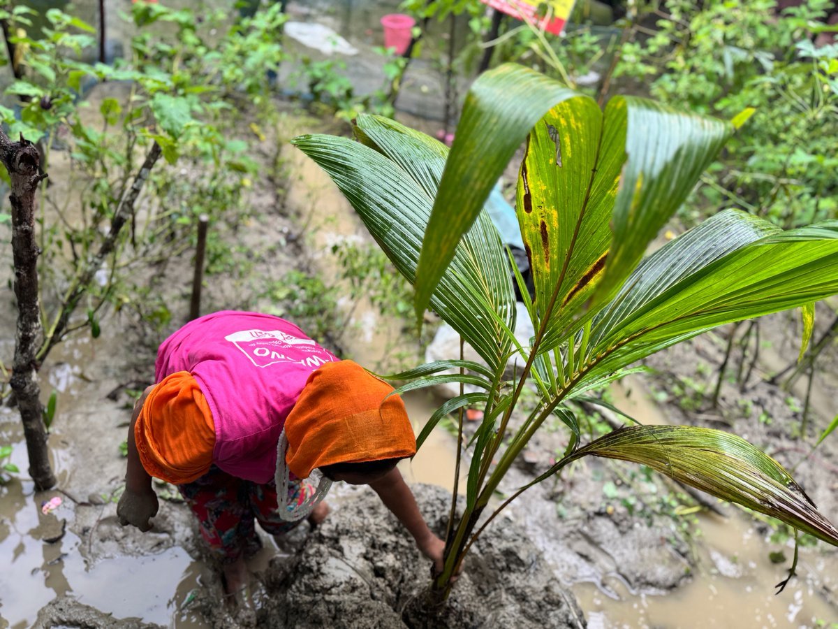 Woman planting a coconut sapling in waterlogged coastal soil in Bangladesh
