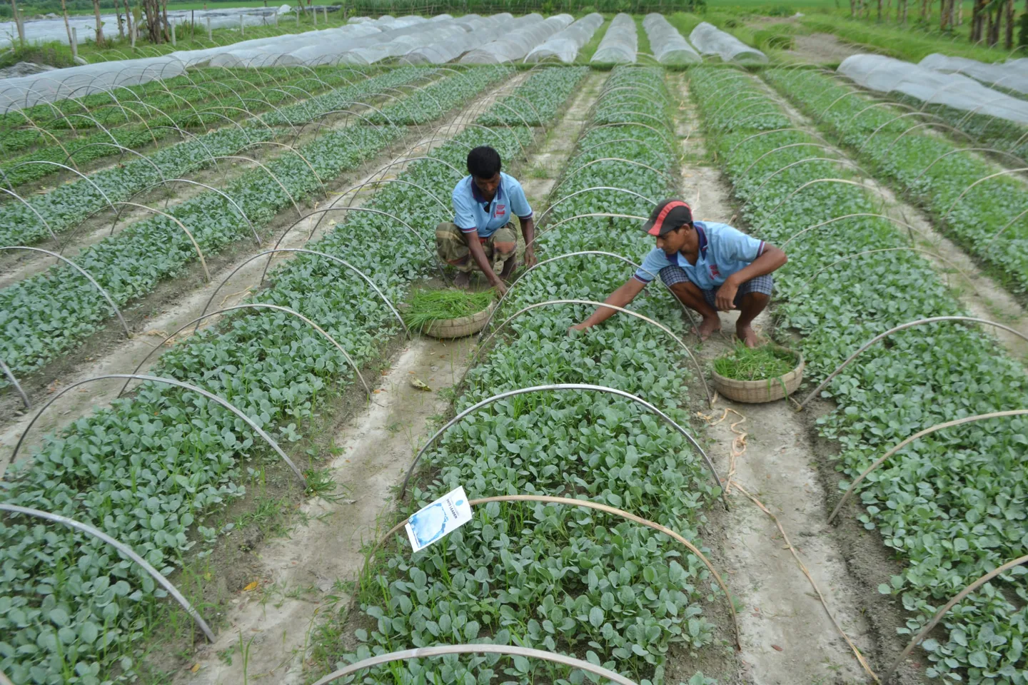 Workers tending dense vegetable seedling beds in Shajahanpur, Bogra