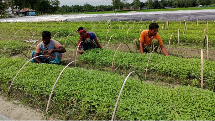 Workers tending vegetable seedlings in Shajahanpur, Bogra