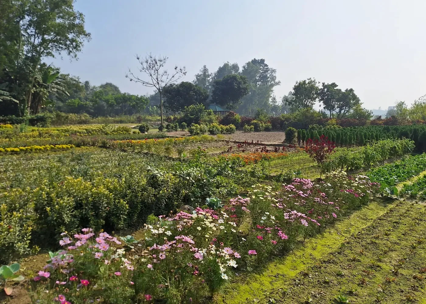 Flower production plots in Bogra