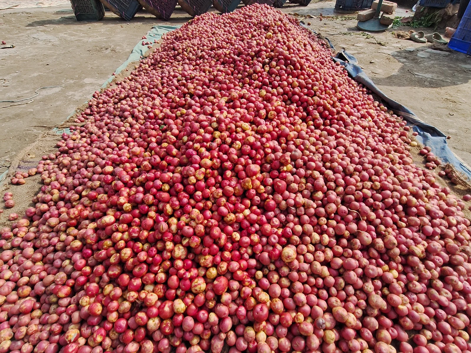 Produce lots gathered for intake review