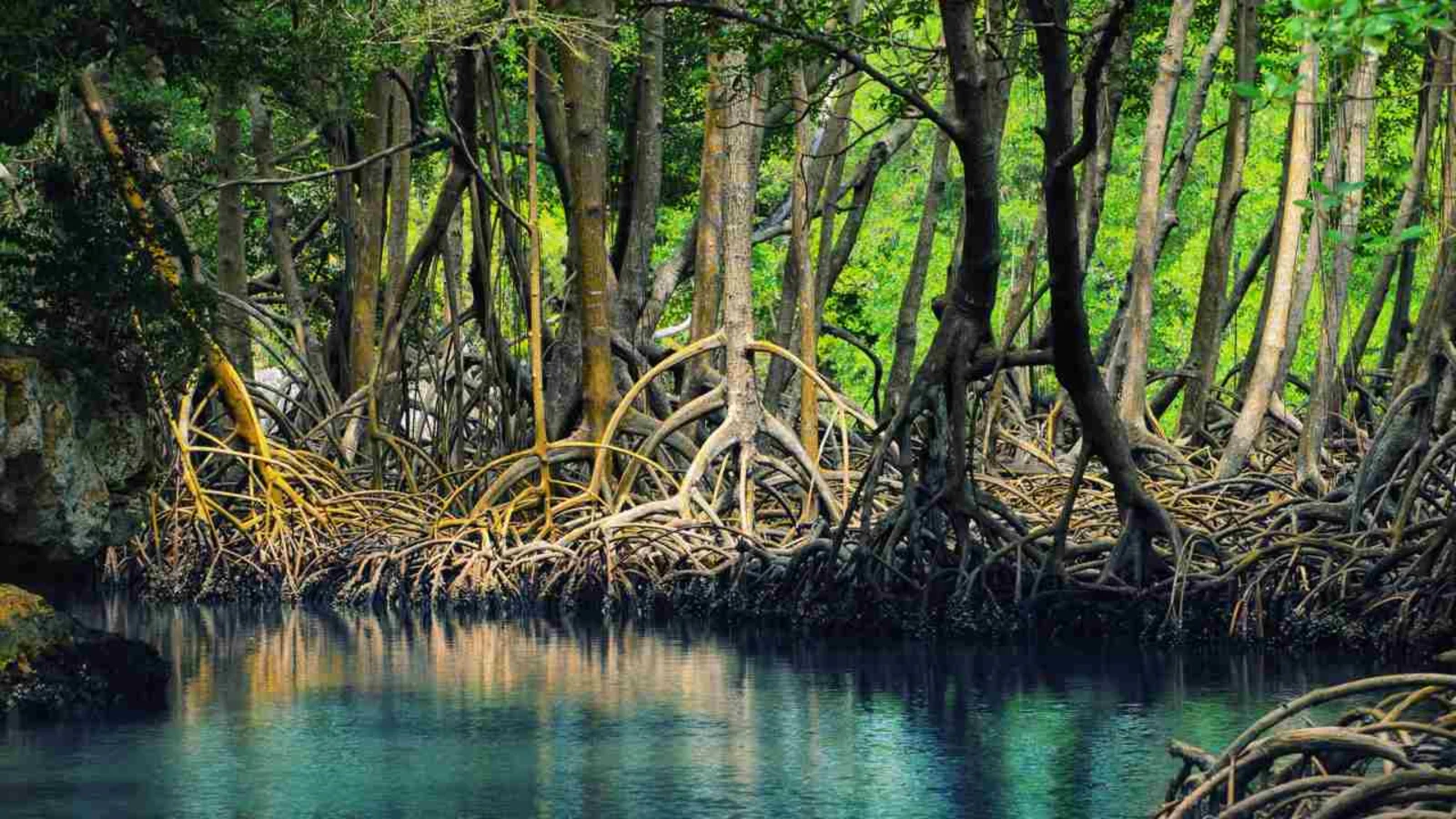 Mangrove roots beside calm tidal water